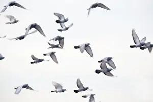 Flap Prints: Feral Pigeons - in flight - UK