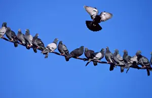 Feral / Town Pigeon - flock on wire - one in flight