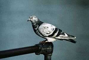 Posts Gallery: Feral / Urban / Town / Rock PIGEONS / Rock Dove