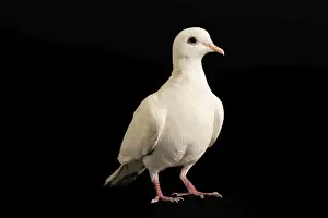 Feral / Urban / Town / Rock PIGEONS / Rock Dove