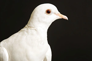 Images Dated 6th June 2005: Feral / Urban / Town / Rock PIGEONS / Rock Dove
