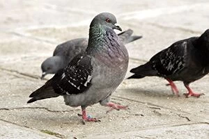 Images Dated 21st May 2005: Feral / Urban / Town / Rock PIGEONS / Rock Dove. Venice - Italy