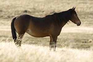 Images Dated 13th May 2008: Feral / Wild Desert Horse - Backlit portrait in the desert Garub, Namib Desert, Namibia, Africa