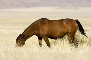 Feral / Wild Desert Horse - Grazing