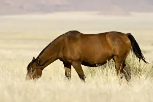 Feral / Wild Desert Horse - Grazing Garub, Namib Desert, Namibia, Africa