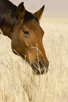 Feral / Wild Desert Horse - Portrait while feeding on grass