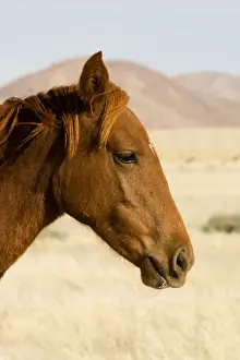 Feral / Wild Desert Horse - Portrait Garub, Namib Desert, Namibia, Africa