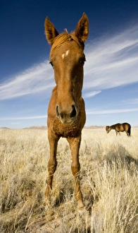 Images Dated 13th May 2008: Feral / Wild Desert Horse - Wide Angle Portrait