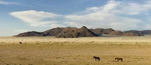 Images Dated 13th May 2008: Feral / Wild Desert Horses - In their desert environment Garub, Namib Desert, Namibia, Africa
