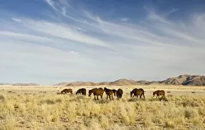 Feral / Wild Desert Horses - Group on the move through the desert after good rains