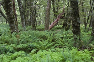 Images Dated 9th February 2008: Fern carpet - dense growing ferns forming the understory in Southern Beech forest