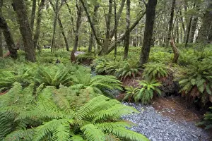 Fern carpet dense growing ferns forming the understory in Southern Beech forest Mount Aspiring National Park, Wanaka Destrict, South Island, New Zealand