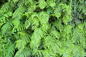 North Island Prints: Fern ferns cover this slope in a green veil Te Urewera National Park