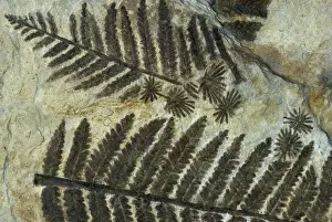 Leaf Prints: Fern Fossil - Triassic Karnische Alps, Germany