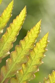 Images Dated 27th May 2005: Fern Frond