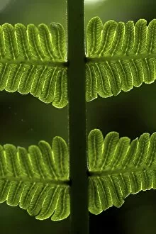 Images Dated 13th March 2010: Fern - detail of a leaf - Tanzania - Africa