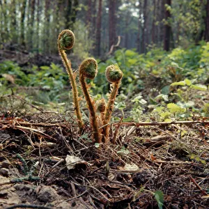 Images Dated 5th February 2007: Fern - male, fronds