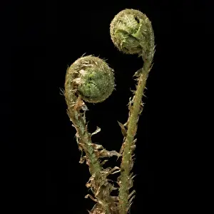 Fern - male, uncurling fronds