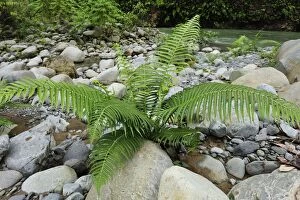 Images Dated 13th December 2008: fern on river bed of Bohorok River