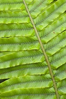 Leaves Collection: Fern structure structure details of a Blechnum fern's leaf Te Urewera National Park, Hawke's Bay