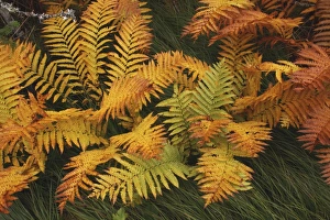 Images Dated 24th September 2009: Ferns - autumn foliage - Gros Morne National Park - Newfoundland - Canada