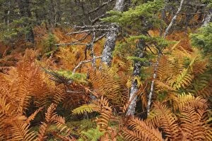 Images Dated 24th September 2009: Ferns - autumn foliage - Gros Morne National Park - Newfoundland - Canada