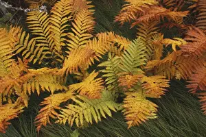 Ferns - autumn foliage - Gros Morne National Park - Newfoundland - Canada