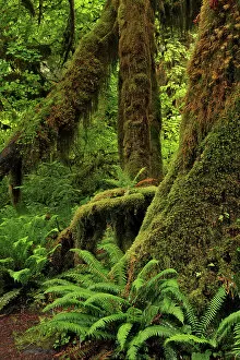 Images Dated 29th December 2021: Ferns and Big Leaf Maple tree draped with Club Moss, Hoh Rainforest, Olympic National Park