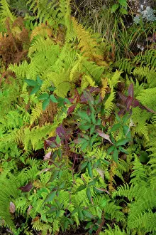 Miller Prints: Ferns, Blue Ridge Parkway, Smoky Mountains, USA. Date: 30-09-2018