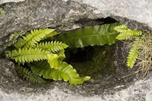 Ferns growing in a gryke - in limestone pavement