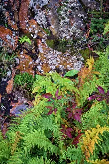 Boulder Gallery: Ferns by rockface, Blue Ridge Parkway, Smoky Mountains, USA