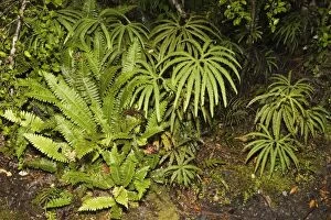 Ferns - variety of ferns on forest floor Lake Matheson