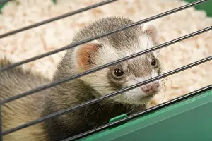 Bars Prints: Ferret - in cage - in studio