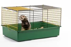 Ferret - in cage - in studio