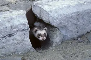 Pavement Prints: Ferret - emerging from gutter hole in the street