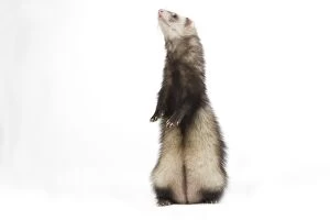 Images Dated 24th April 2010: Ferret - on hind legs in studio