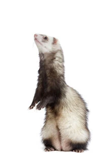 Images Dated 24th April 2010: Ferret - on hind legs in studio
