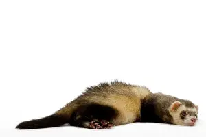 Ferret - lying down in studio
