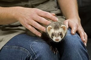 Images Dated 22nd December 2006: Ferret - with owner