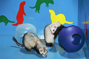 Images Dated 23rd March 2005: Ferret Pet