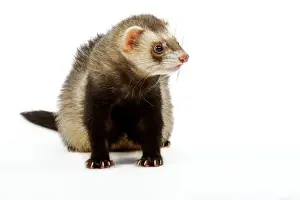 Nails Prints: Ferret - in studio