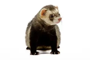 Small Pet Prints: Ferret - in studio