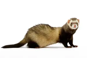 Ferret - in studio
