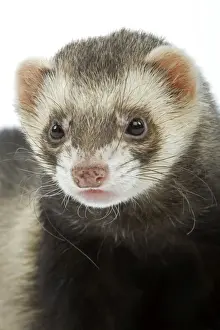 Ferret - in studio
