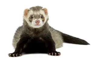 Ferret - in studio