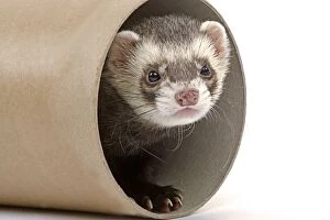 Images Dated 21st December 2006: Ferret - in studio in cardboard tunnel