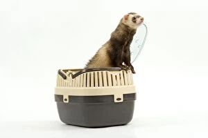 Images Dated 21st December 2006: Ferret - in studio in carrying basket