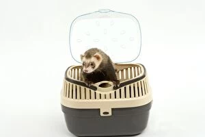 Ferret - in studio in carrying basket