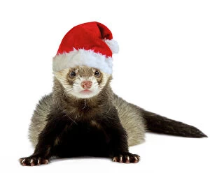 Ferret - wearing Christmas hat