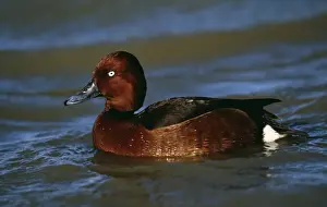 Pochard Prints: Ferruginous Duck